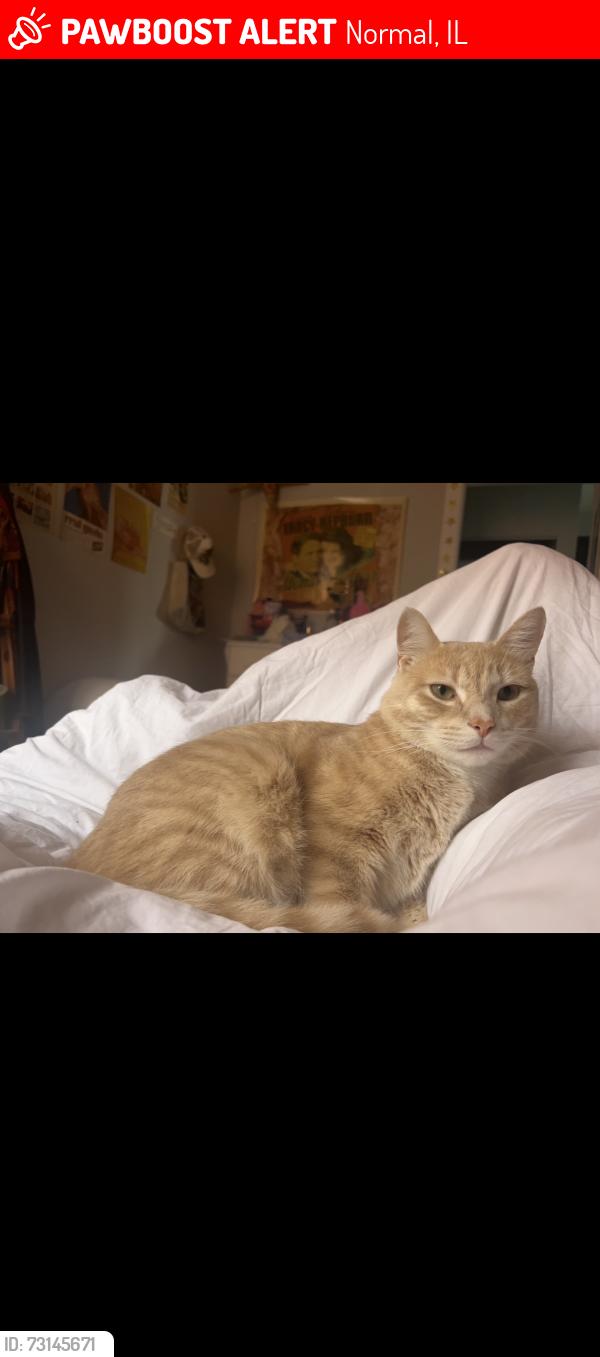 Lost Male Cat last seen Near N. School St., Normal, IL, Normal, IL 61761
