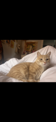 Lost Male Cat last seen Near N. School St., Normal, IL, Normal, IL 61761