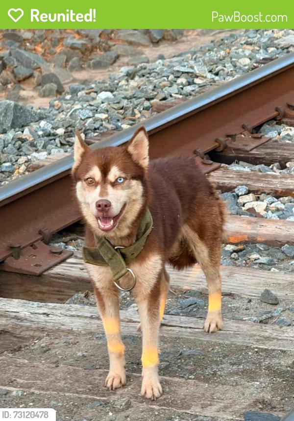 Reunited Female Dog last seen Wolfpack rd and us-321 Gastonia nc, Gastonia, NC 28056