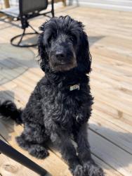 Reunited Male Dog last seen Our home in Hurricane WV near Dairy Queen on route 60, Hurricane, WV 25526