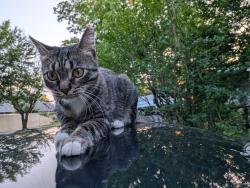 Lost Female Cat last seen 61st and Sheridan, Tulsa, OK 74133
