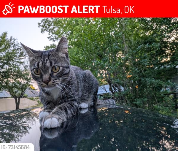 Lost Female Cat last seen 61st and Sheridan, Tulsa, OK 74133