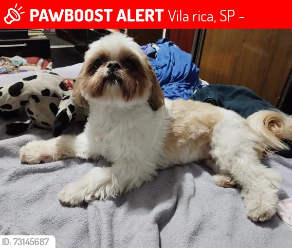 Lost Female Dog last seen Avenida engenheiro Pinto Martins 43, Vila rica, SP 03911-010