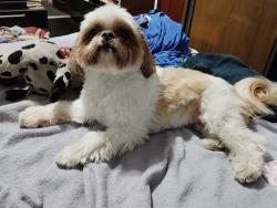 Lost Female Dog last seen Avenida engenheiro Pinto Martins 43, Vila rica, SP 03911-010