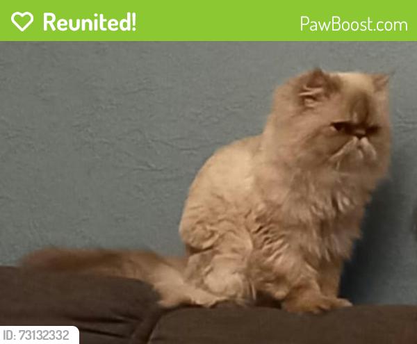 Reunited Female Cat last seen Norwood grove LS6 1dt, West Yorkshire, England LS6 1DT