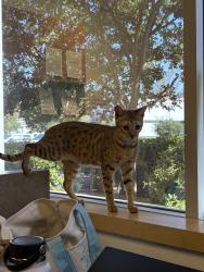 Reunited Female Cat last seen Birch street, San Diego, CA 92113