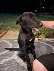 Found/Stray Male Dog last seen Weiss barber supply, Wichita, KS 67211