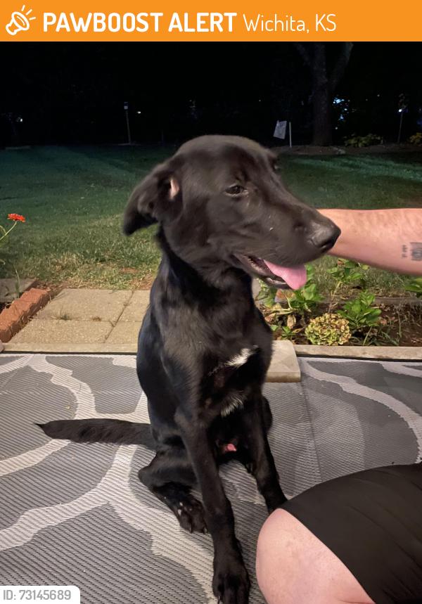 Found/Stray Male Dog last seen Weiss barber supply, Wichita, KS 67211