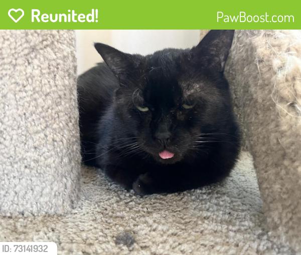 Reunited Male Cat last seen Near Rue Millar, Saint-Laurent, QC H4L 3H4, Canada, Montréal, QC H4L 3H4