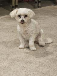 Reunited Female Dog last seen San Antonio Ave and Flora St, Ontario, CA 91762