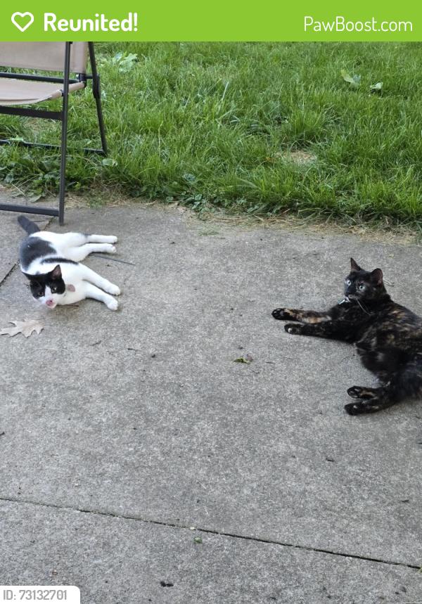 Reunited Female Cat last seen Harrison, Canton, OH 44705