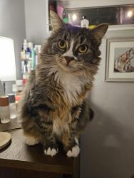 Reunited Female Cat last seen 61st Ave NE and NE 204th Street, Kenmore, WA 98028