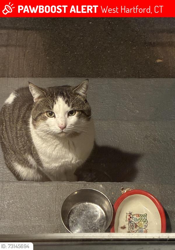 Lost Male Cat last seen Westland/Boulevard, West Hartford, CT 06107