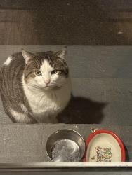 Lost Male Cat last seen Westland/Boulevard, West Hartford, CT 06107