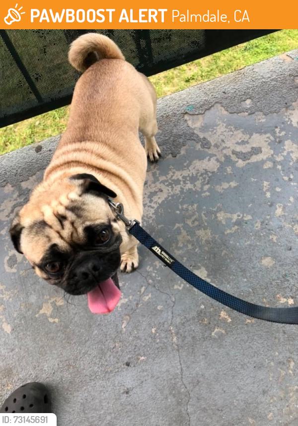 Found/Stray Male Dog last seen 17th East and Avenue R Palmdale, CA, Palmdale, CA 93550