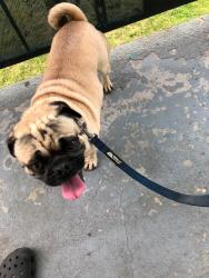Found/Stray Male Dog last seen 17th East and Avenue R Palmdale, CA, Palmdale, CA 93550