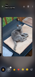 Reunited Female Cat last seen hickory nut drive and Bethesda, Statesville, NC 28677