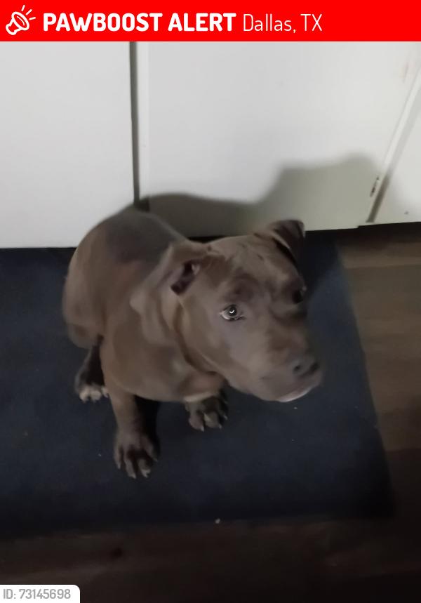 Lost Male Dog last seen Kiest, Dallas, TX 75224