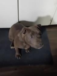 Lost Male Dog last seen Kiest, Dallas, TX 75224
