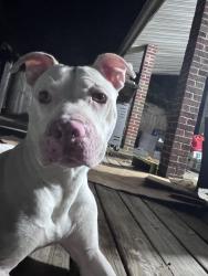 Found/Stray Male Dog last seen N/A, East Cleveland, OH 44112