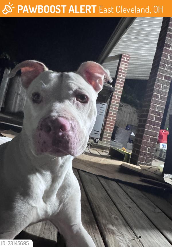 Found/Stray Male Dog last seen N/A, East Cleveland, OH 44112