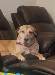 Reunited Female Dog last seen Cordell Lane and N. Lisbon, Lisbon, WI 53089