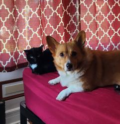Reunited Female Dog last seen Oregon and Juniata, St. Louis, MO 63118