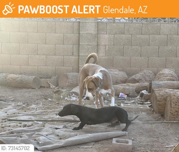 Found/Stray Male Dog last seen 47th and bethany home, Glendale, AZ 85301
