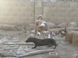 Found/Stray Male Dog last seen 47th and bethany home, Glendale, AZ 85301