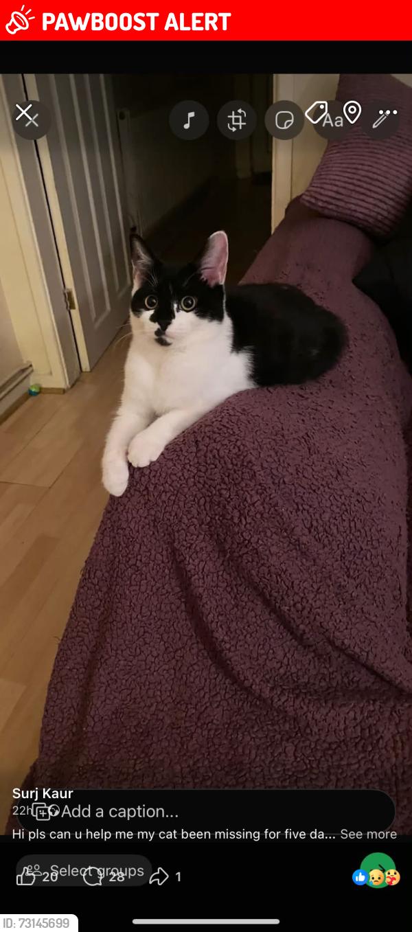 Lost Female Cat last seen Pls I don’t know the street names, Darlaston, England WS10 8HJ