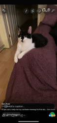 Lost Female Cat last seen Pls I don’t know the street names, Darlaston, England WS10 8HJ
