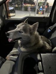 Reunited Male Dog last seen Lake county humane society, Lake County, FL 34737