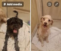 Found/Stray Female Dog last seen Eastern and 27th, Moore, OK 73160