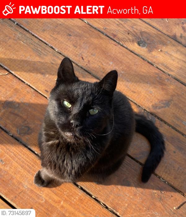 Lost Male Cat last seen Last seen on Maple near Gibson, Acworth, GA 30101
