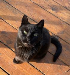 Lost Male Cat last seen Last seen on Maple near Gibson, Acworth, GA 30101