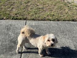 Reunited Female Dog last seen Near 92nd ave n, Pinellas Park, FL 33782
