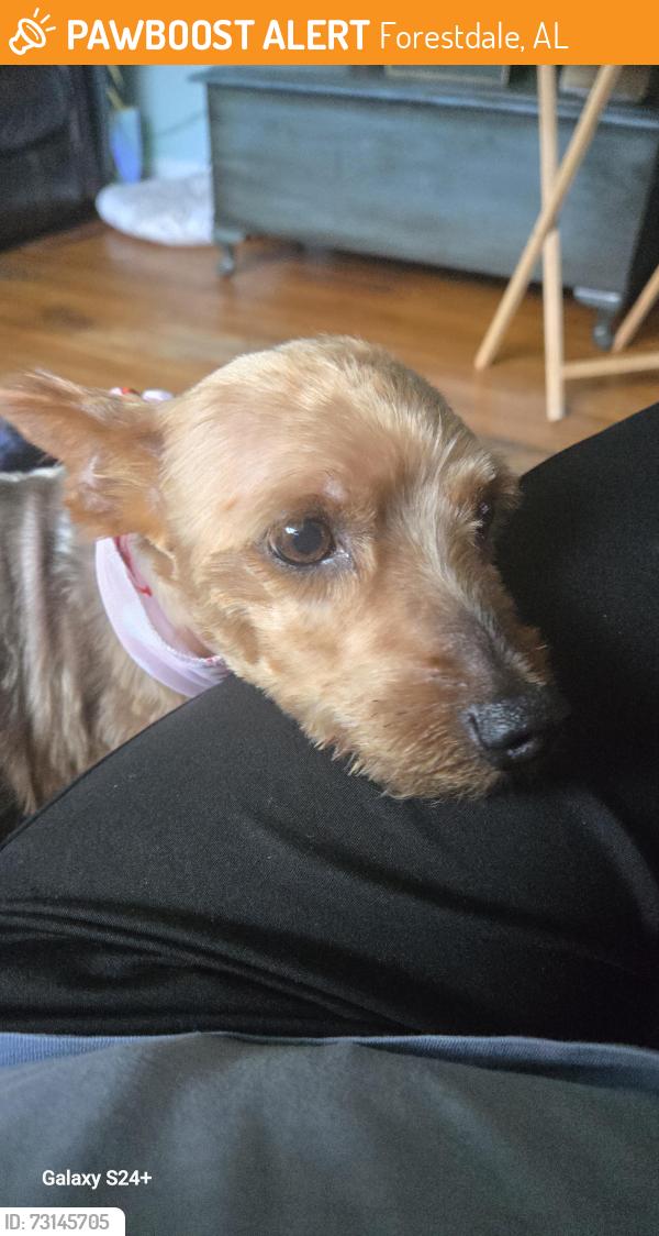 Found/Stray Male Dog last seen Arcadia Road/Della Rose Drive, Forestdale, AL 35214
