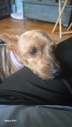 Found/Stray Male Dog last seen Arcadia Road/Della Rose Drive, Forestdale, AL 35214
