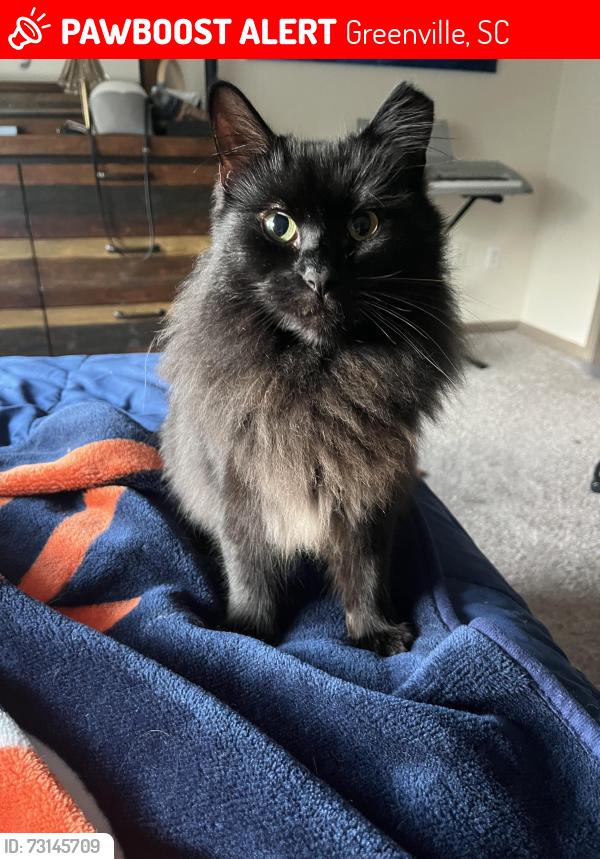 Lost Male Cat last seen Verdae Blvd/ Lauren’s Road, Greenville, SC 29607