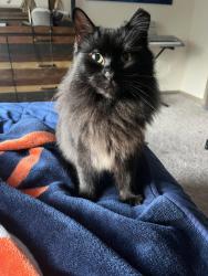 Lost Male Cat last seen Verdae Blvd/ Lauren’s Road, Greenville, SC 29607