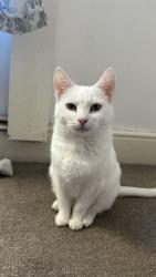 Lost Female Cat last seen Grosvenor Avenue, Greater London, England N5 2NN