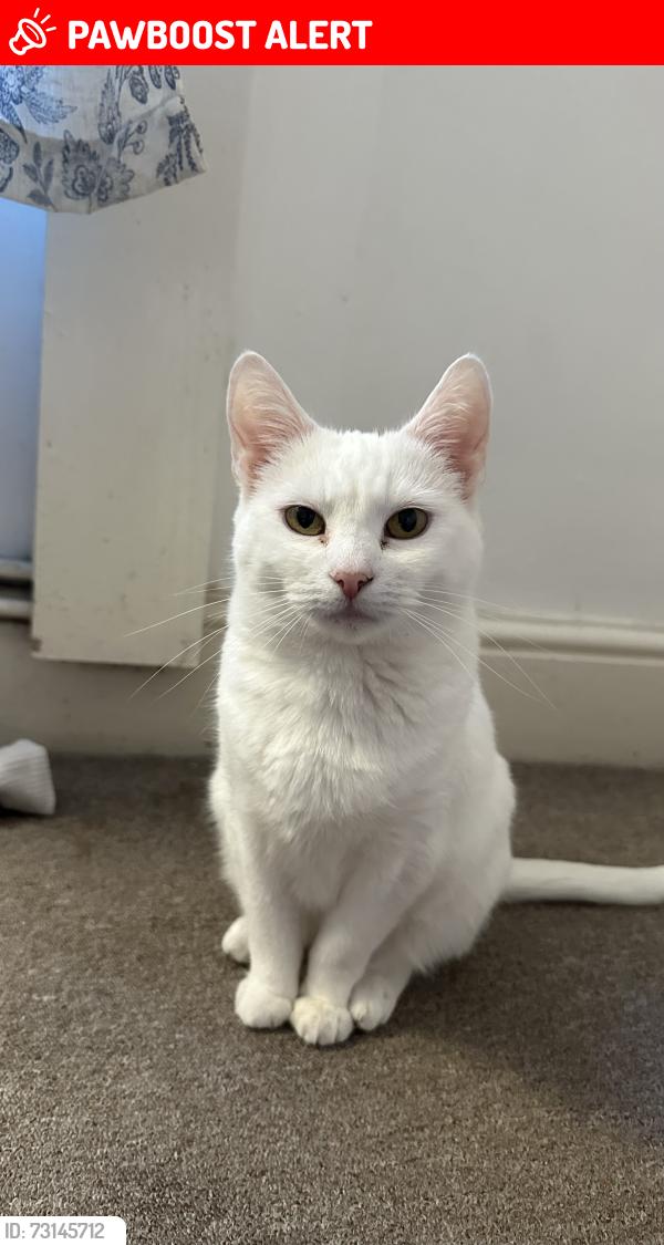 Lost Female Cat last seen Grosvenor Avenue, Greater London, England N5 2NN