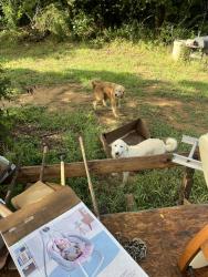 Found/Stray Unknown Dog last seen County road 528, Johnson County, TX 76028