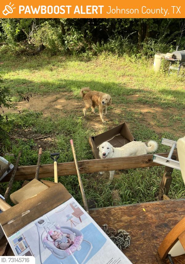Found/Stray Unknown Dog last seen County road 528, Johnson County, TX 76028