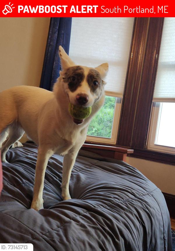 Lost Female Dog last seen Evans St & Nutter Rd, South Portland, ME 04106