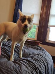Lost Female Dog last seen Evans St & Nutter Rd, South Portland, ME 04106