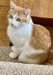Lost Male Cat last seen Spring Hill Drive, Ruckersville, VA 22968