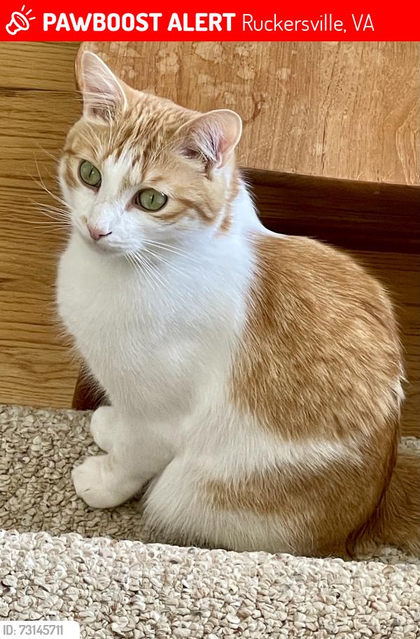 Lost Male Cat last seen Spring Hill Drive, Ruckersville, VA 22968