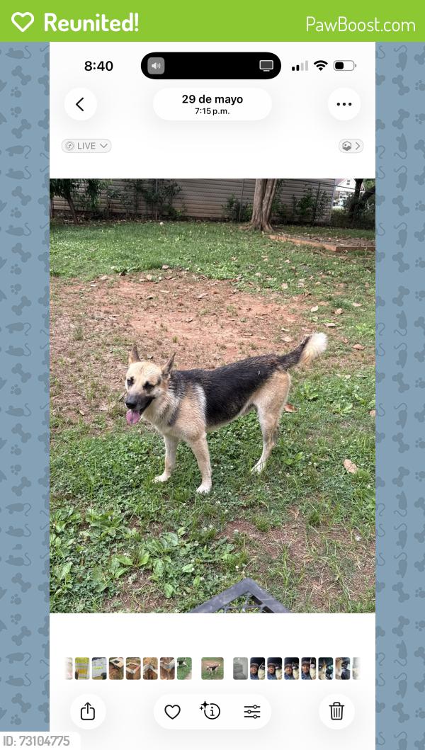 Reunited Male Dog last seen Near poplar springs Dr, Charlotte, NC 28269