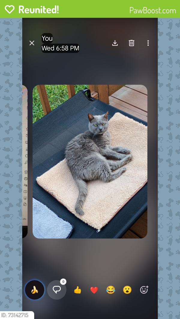 Reunited Female Cat last seen hickory nut drive and Bethesda, Statesville, NC 28677